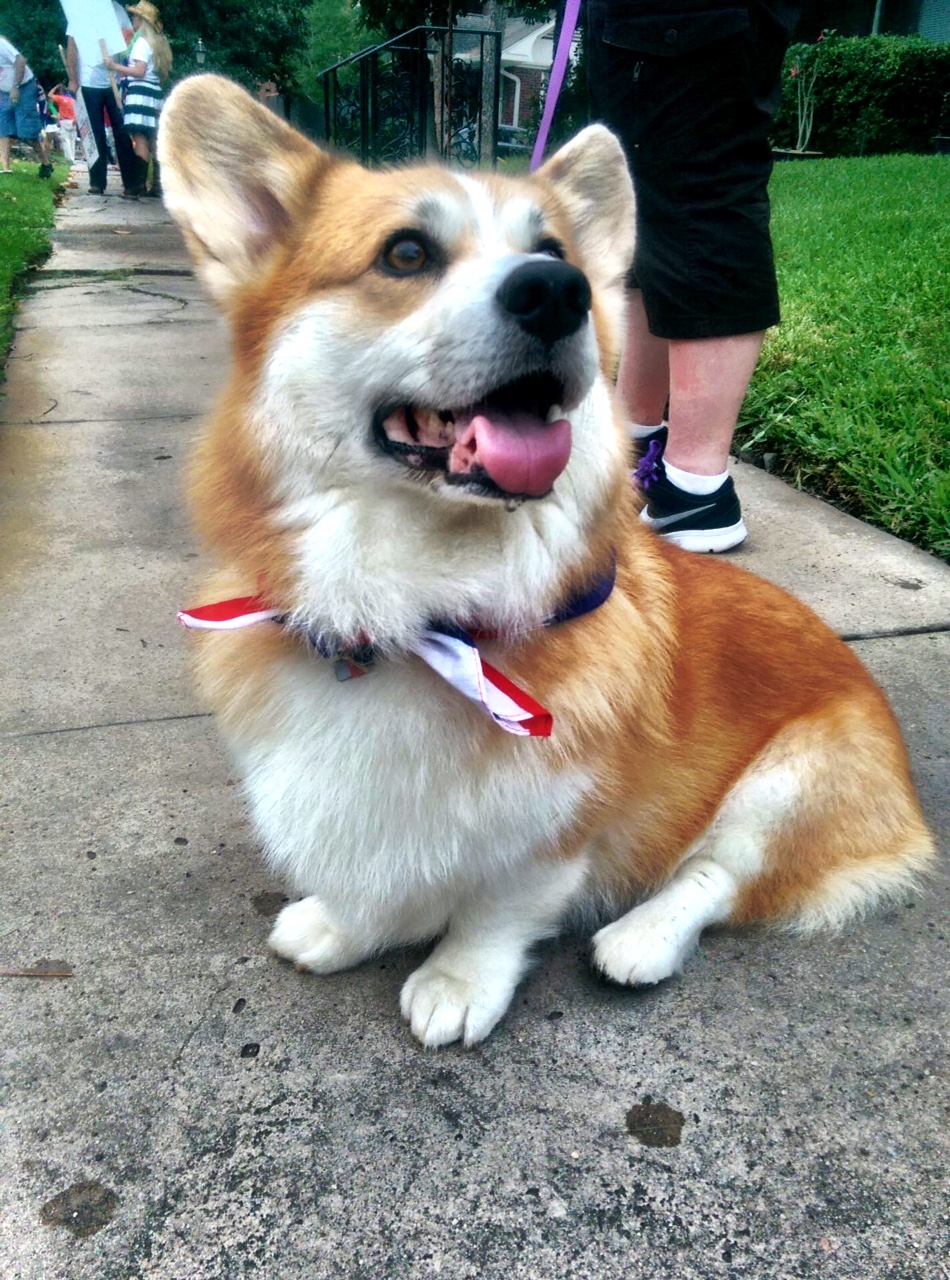 corgi forward march