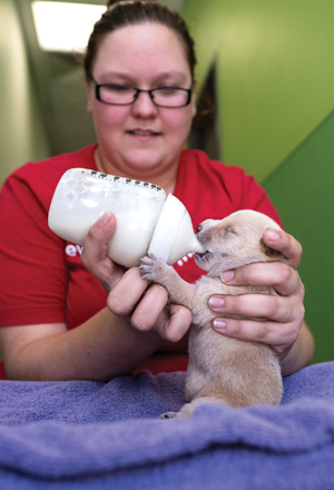 Little Love: A rarity in animal shelters, Friends for Life hosts dozens of bottle-fed puppies in its program.