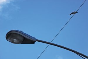 Bird on a Wire: From Blase DiStefano’s The Birds series.