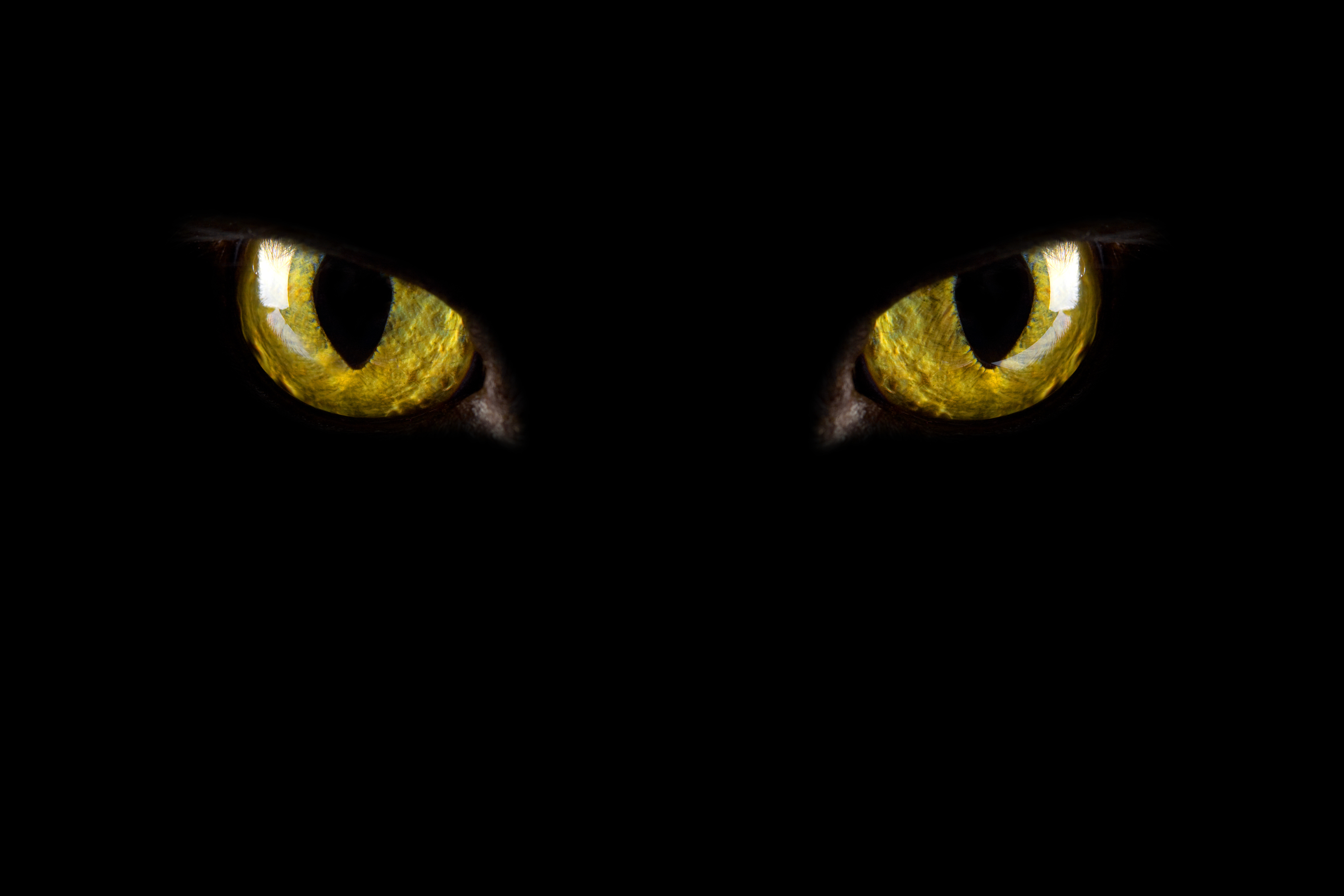 фанфик глаза пантеры светятся в ночи фото 81